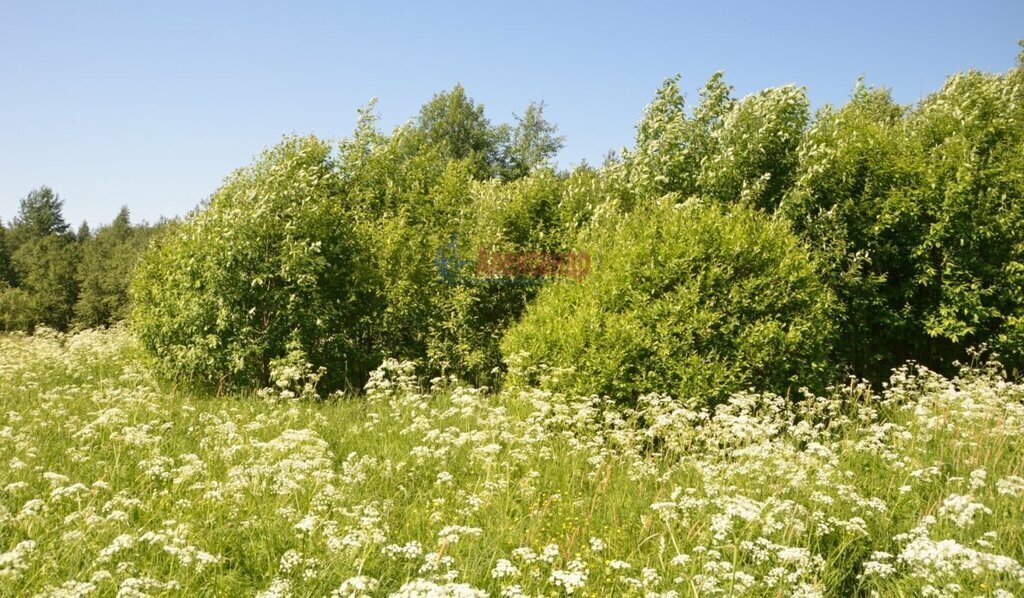 земля р-н Лужский д Хабалинка Оредежское сельское поселение фото 5