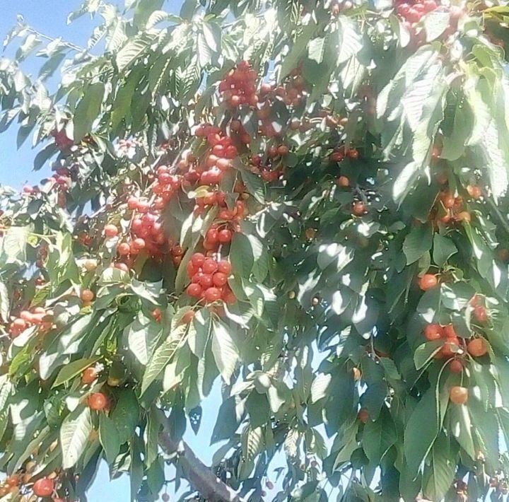 дом р-н Среднеахтубинский х Новенький снт Лесная поляна Ахтубинское с/пос, ул. 2-я фото 36