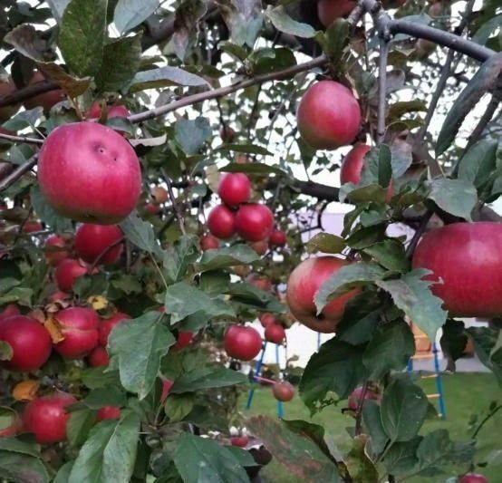 дом р-н Зеленодольский г Зеленодольск ул Мичурина 4 городское поселение Зеленодольск фото 32