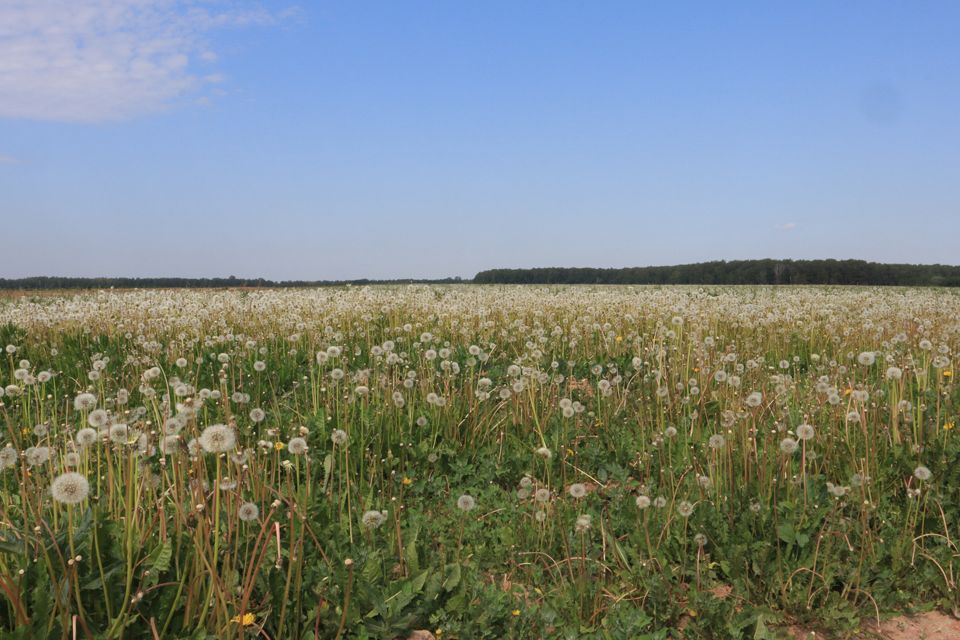 земля г Домодедово снт Житнево 292, Домодедово городской округ фото 7