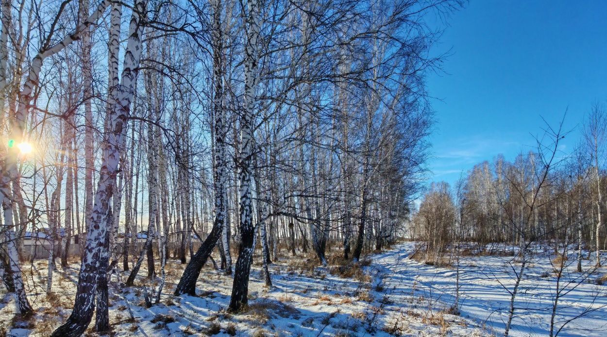 земля р-н Сосновский п Красное Поле фото 6