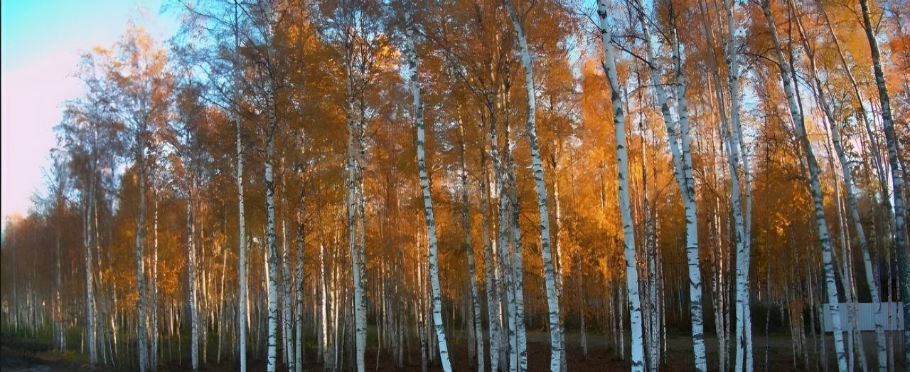 земля р-н Гатчинский д Пудомяги Графская усадьба кп фото 5