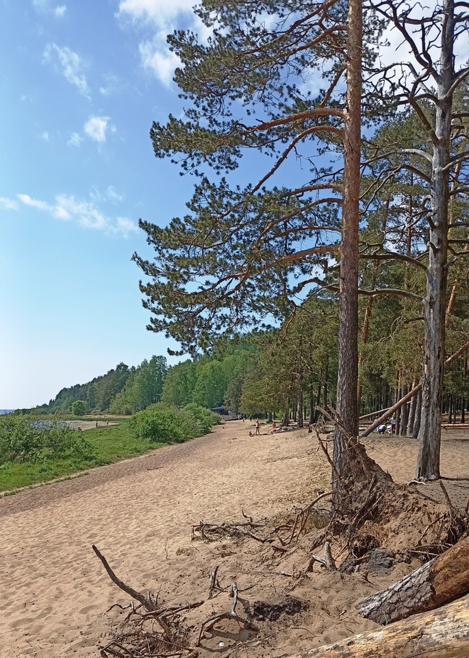 земля г Санкт-Петербург п Смолячково ш Приморское 675а фото 3