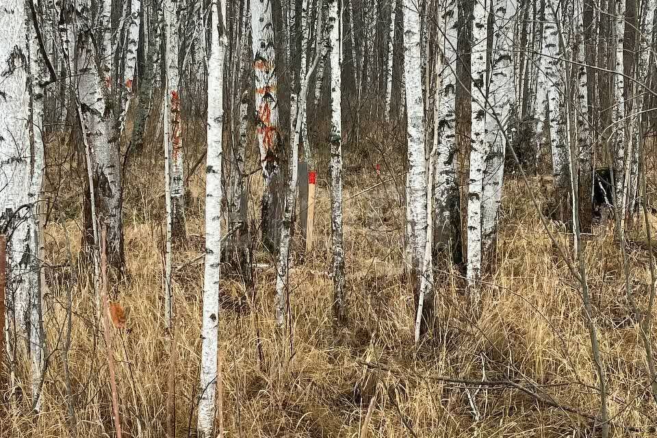 земля р-н Нижнетавдинский снт Сундукуль ул Малиновая фото 4