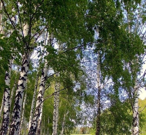 дом городской округ Одинцовский с Немчиновка ул Юности Кунцевская фото 5