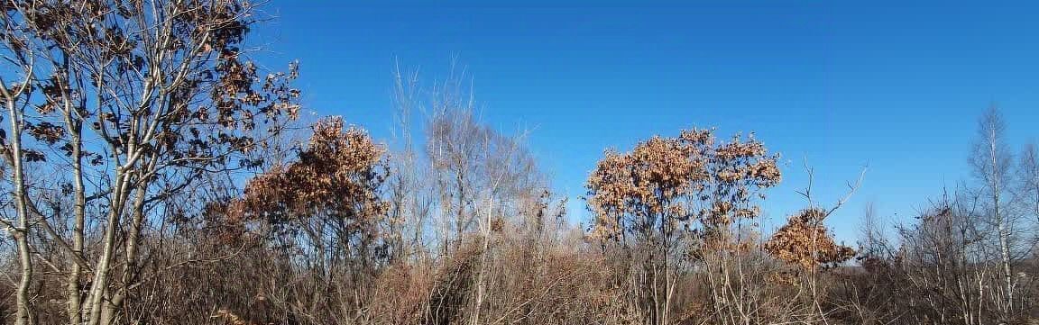 земля р-н Надеждинский п Тавричанка снт тер.Аргус ул 19-я Восточная фото 1