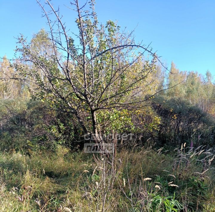 земля г Копейск снт Березка-4 фото 4