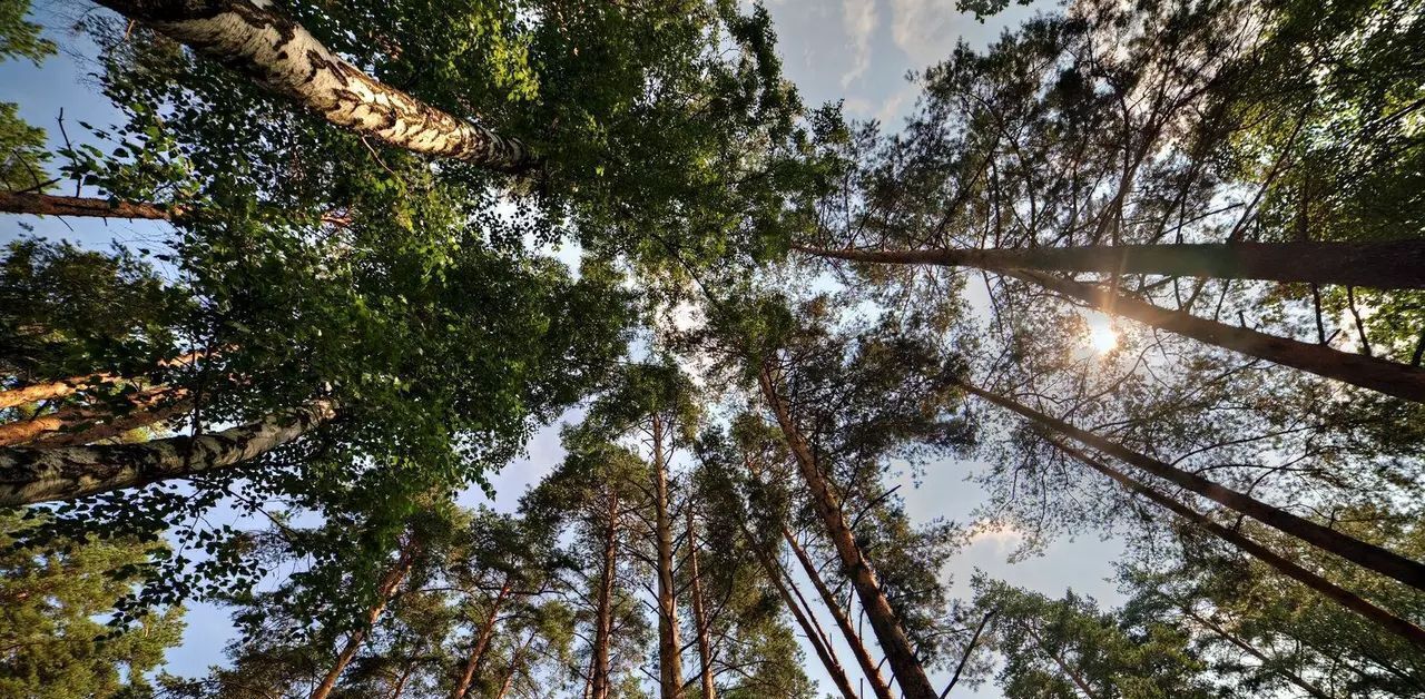 земля городской округ Можайский д Грибово Рассказовка, 21 фото 2