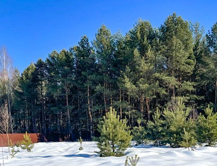 земля городской округ Дмитровский п Орево фото 2