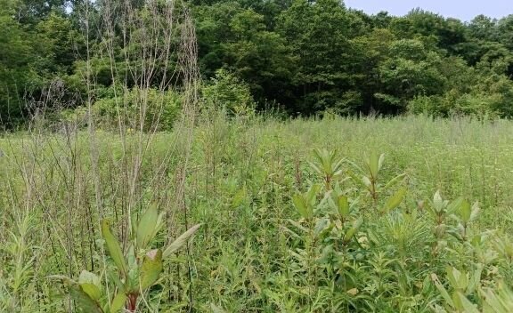 земля р-н Партизанский п Волчанец Партизанский муниципальный округ фото 12