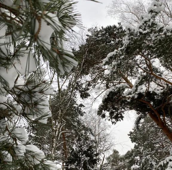 дом городской округ Богородский г Ногинск днп Лесное 125 фото 3