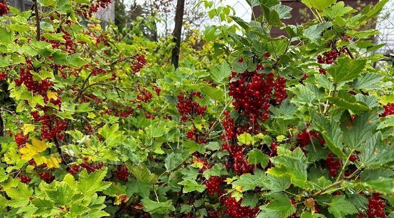 дом р-н Выборгский снт Петровское Каменногорское городское поселение, 58, Возрожденский массив фото 25