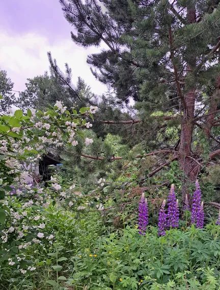 дом г Южно-Сахалинск Хомутово ул Соловьиная 24 р фото 22