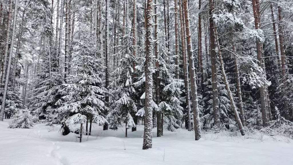 дом р-н Селижаровский д Ланино ул Береговая 58а фото 35