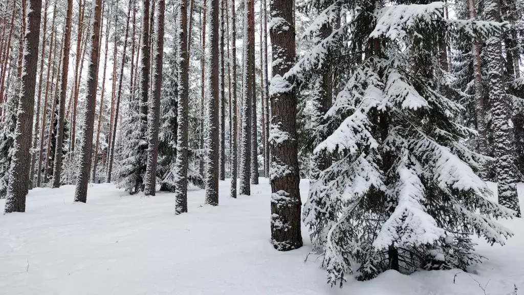 дом р-н Селижаровский д Ланино ул Береговая 58а фото 48