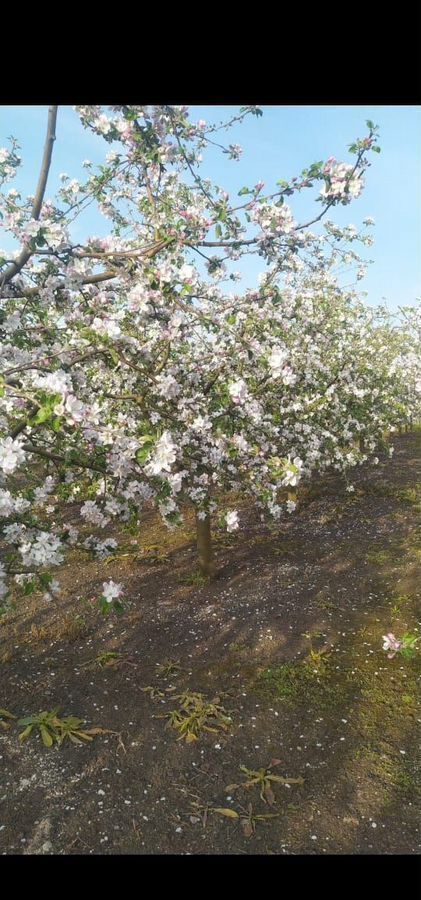 дом р-н Лескенский с Хатуей ул Мира Анзорей фото 2