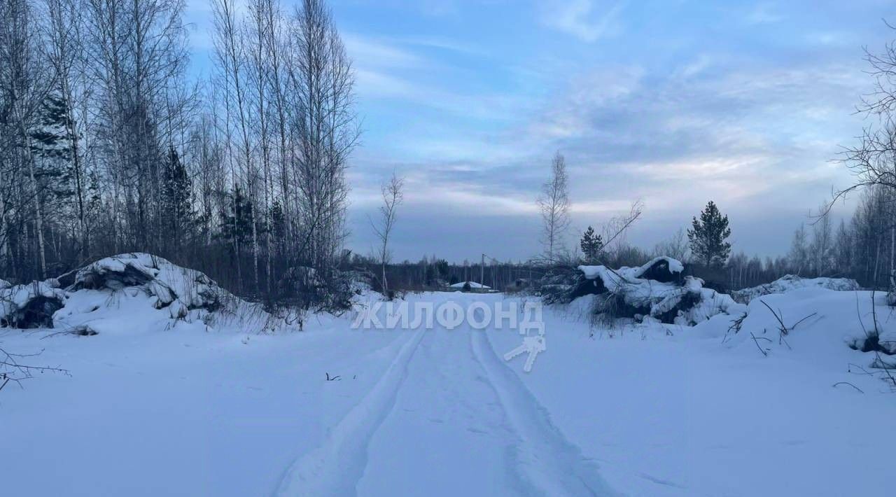 земля р-н Новосибирский снт Облепиха Станционный сельсовет, ТСН фото 1