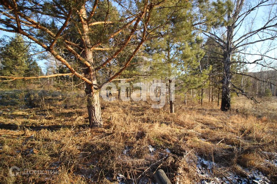 земля р-н Емельяновский д. Вечерницы фото 2