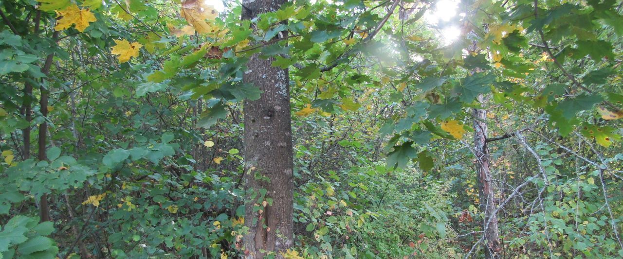 офис городской округ Рузский д Писарёво фото 1