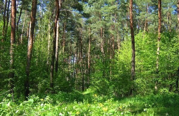 Ушаковское муниципальное образование, ДНП Аралия, Иркутск фото