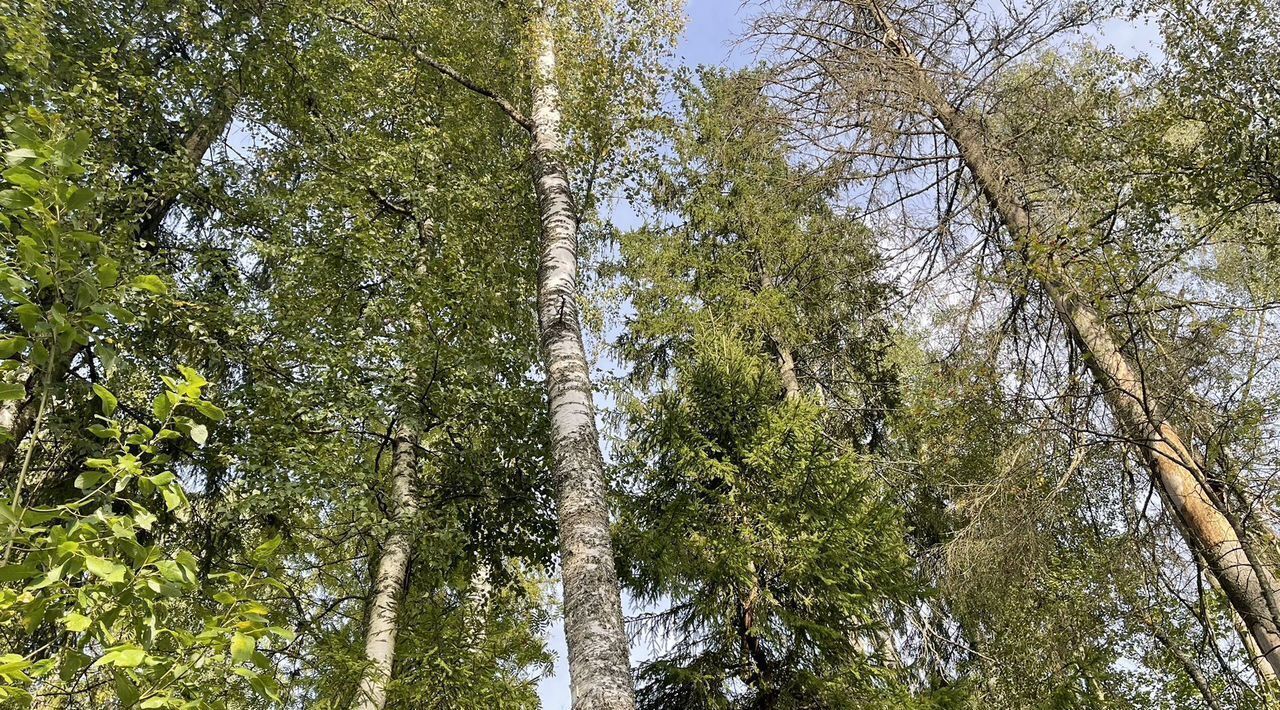 земля р-н Гатчинский Вырица городской поселок, ул. Таллинская фото 6