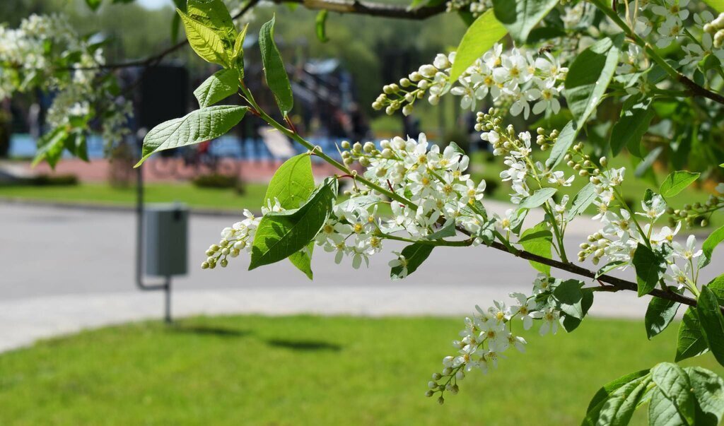 земля городской округ Чехов д Большое Петровское ул Славянская коттеджный посёлок Петровское парк фото 4