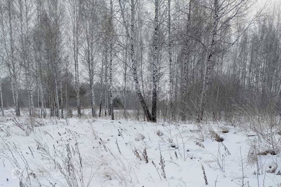 земля р-н Новосибирский садоводческое товарищество Заря фото 4