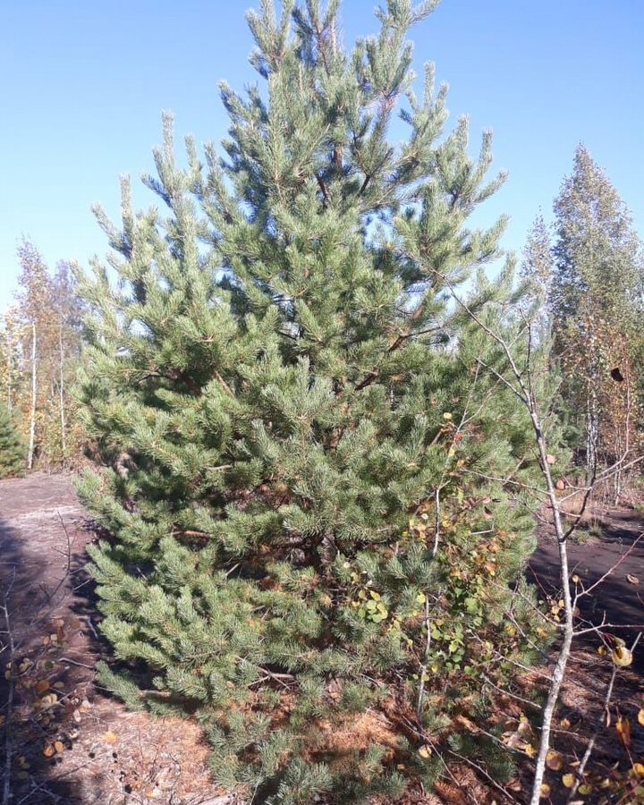 земля р-н Всеволожский п Рахья Дорога жизни, 19 км, Рахьинское городское поселение, коттеджный пос. Константиновка, 85 фото 2