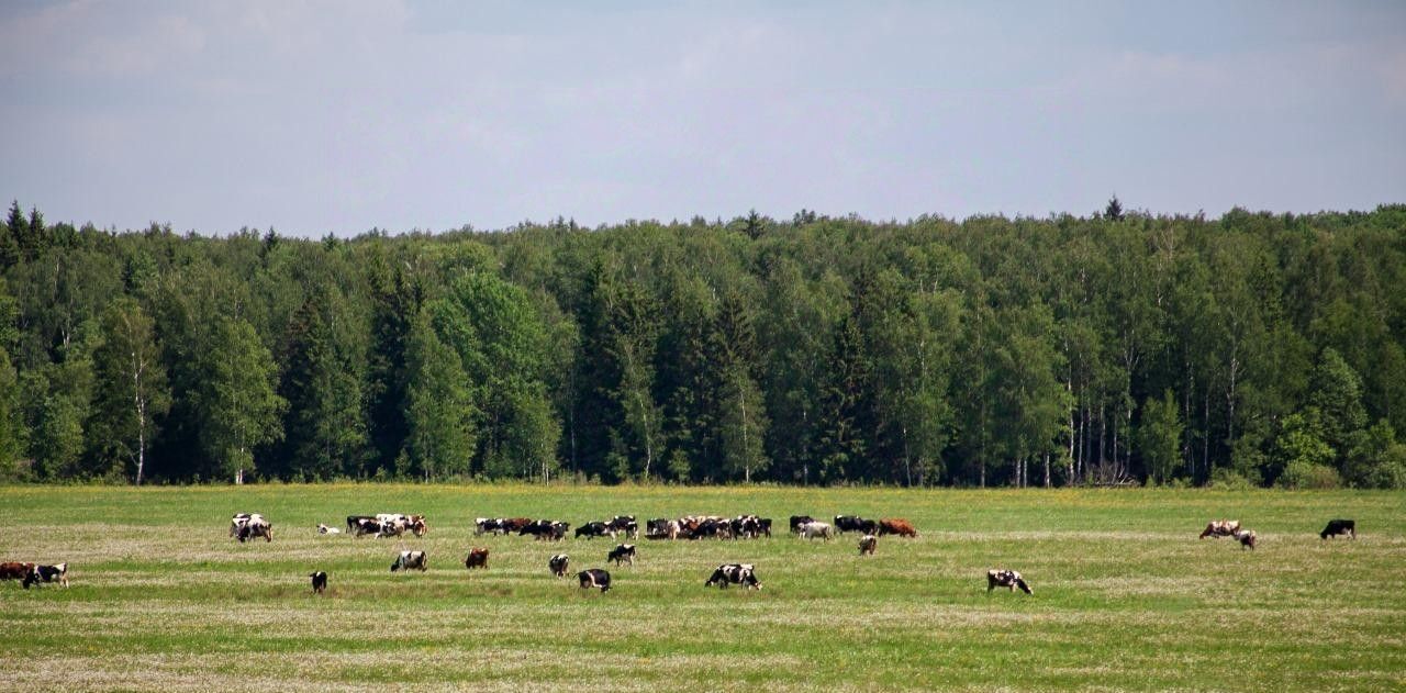 офис городской округ Рузский д Новоивановское фото 8