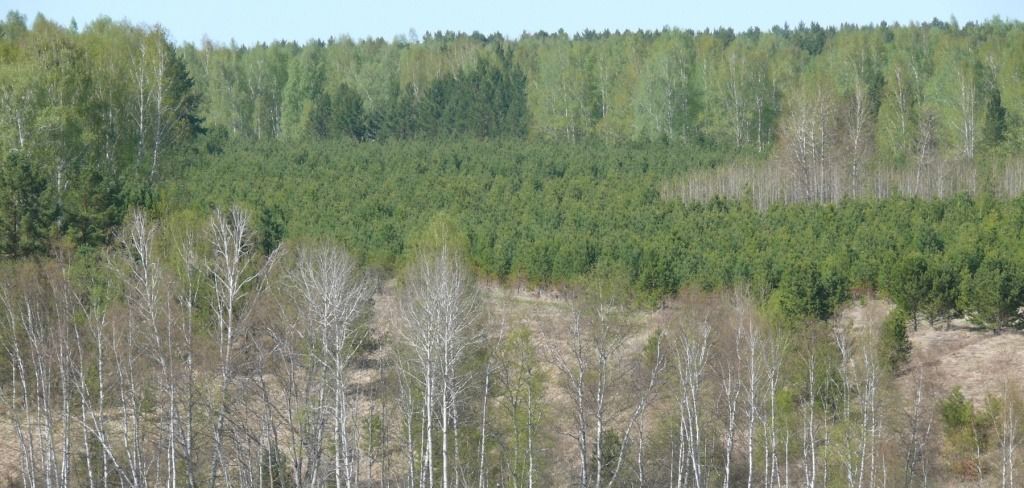 земля р-н Емельяновский с Устюг снт Восход ул Весенняя 4 сельсовет, Устюгский фото 4