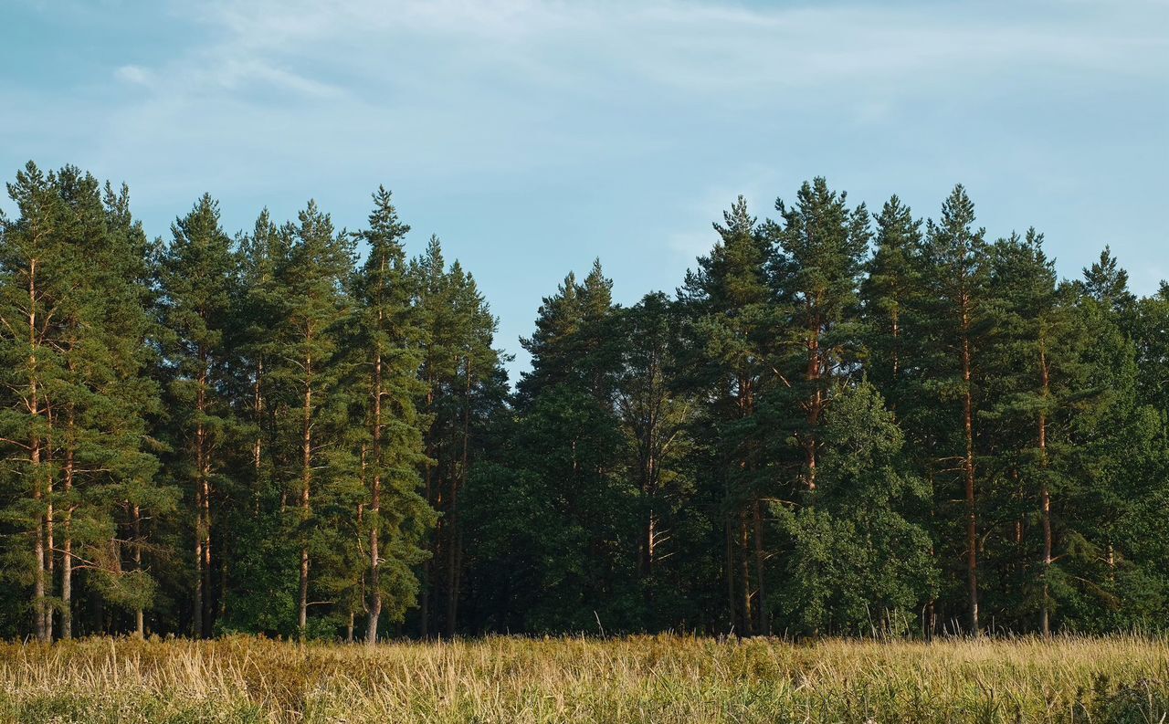 земля городской округ Раменский 28 км, Раменское, Рязанское шоссе фото 1