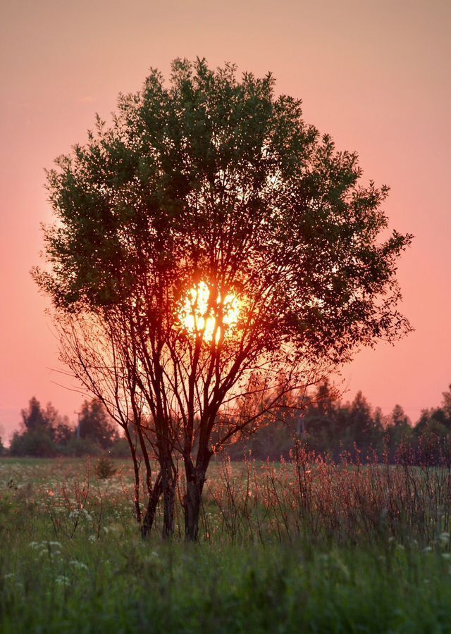 земля р-н Сычевский д Жерновка Сычевка фото 6