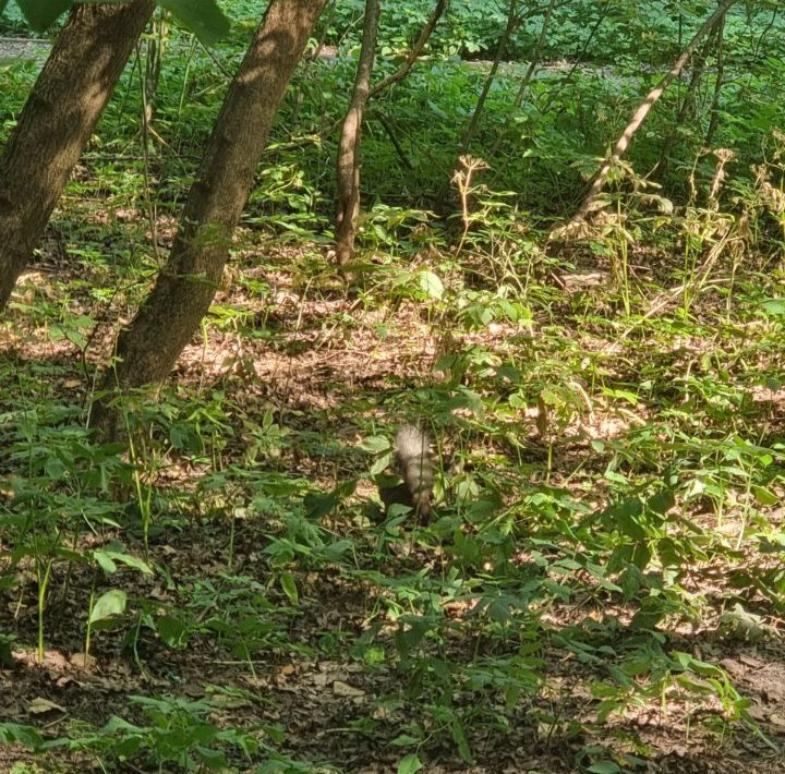 земля городской округ Истра д Юрьево Нахабино фото 1