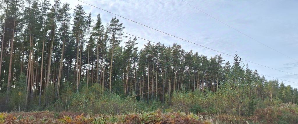 земля р-н Городецкий г Заволжье ул Рождественская фото 3