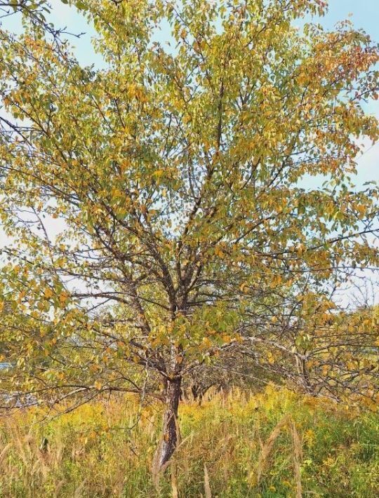 земля р-н Городецкий г Заволжье ул Рождественская фото 4