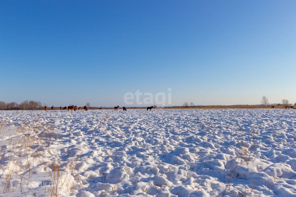 земля р-н Хабаровский село Заозёрное фото 9