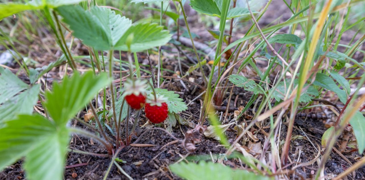 дом р-н Всеволожский массив Дунай Морозовское городское поселение, ул. Тихая фото 39