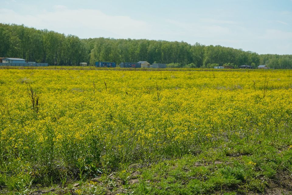 земля городской округ Домодедово коттеджный посёлок Репино, 372 фото 7