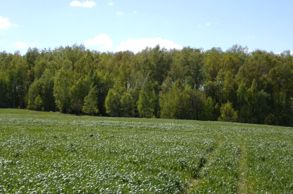 земля городской округ Ступино д Шугарово фото 3