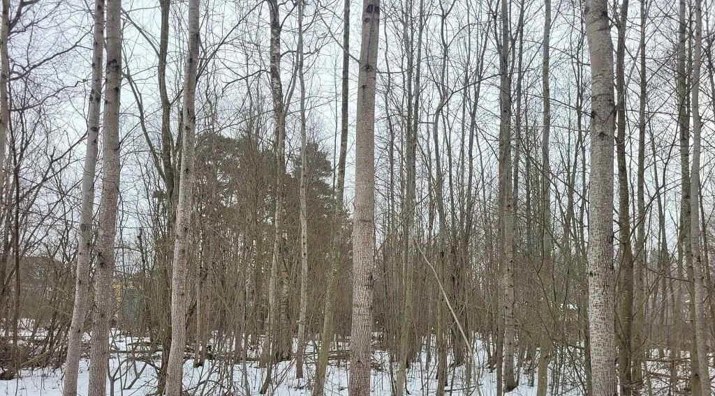 земля р-н Ломоносовский п Лебяжье ул Красногорская Лебяженское городское поселение фото 4