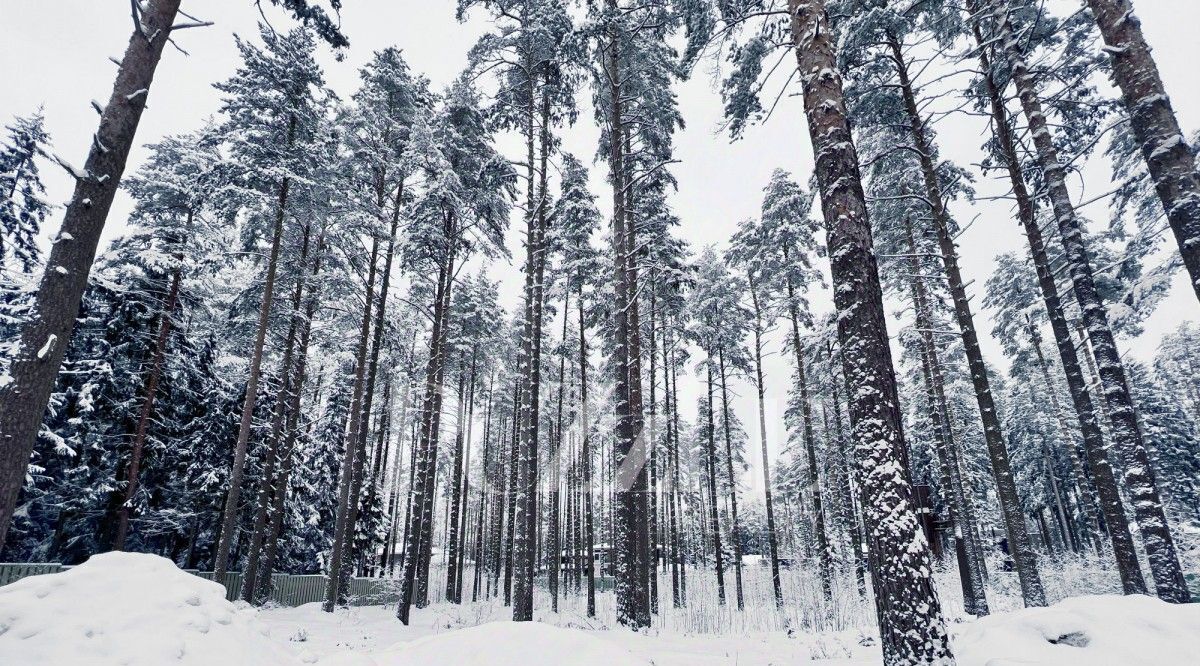 земля г Зеленогорск Курортный фото 3