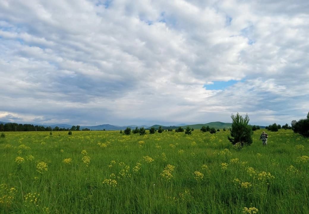 земля р-н Советский Платовский сельсовет, Республика Алтай, Майма фото 3