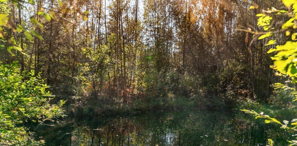 земля р-н Всеволожский д Мендсары Бугровское городское поселение, Парнас, ул. Речная фото 8