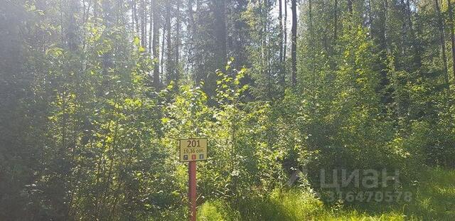 Приморское городское поселение, Гармония СНТ фото Приморское городское поселение, Гармония СНТ фото