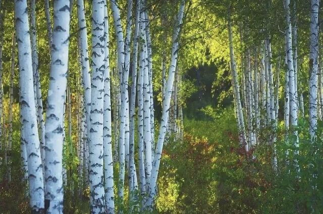 земля ул Садовая 26 сельское поселение Рождествено фото