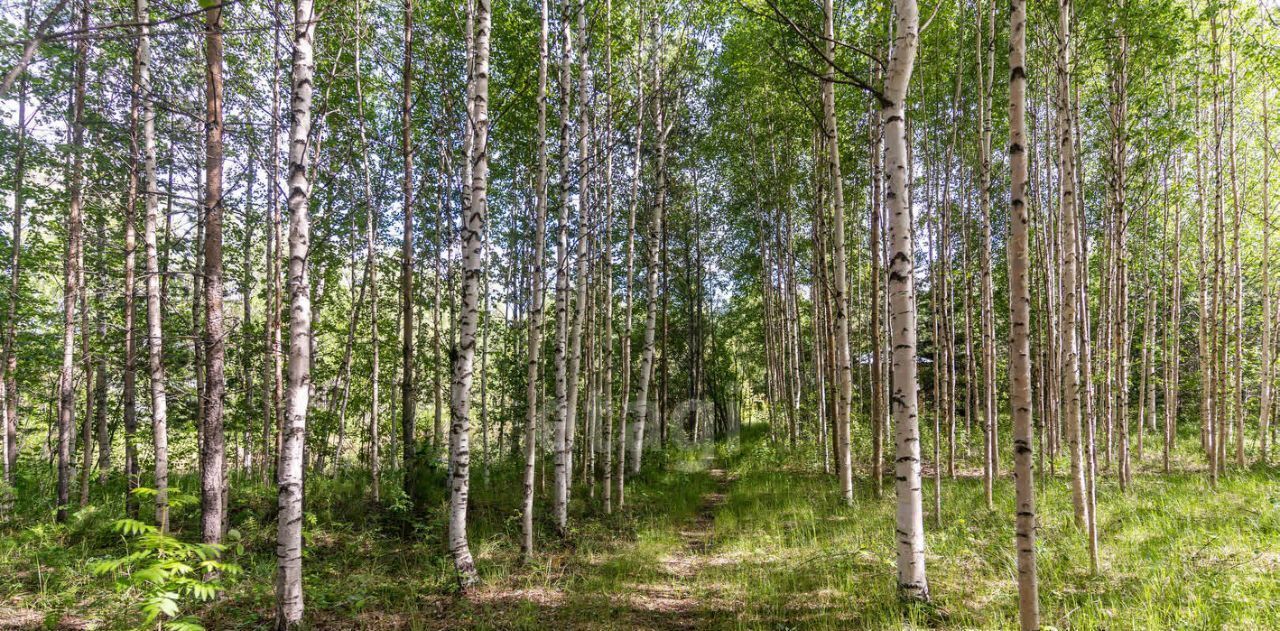 земля г Сургут ул Кедровая Кедровый Бор СНТ фото 7