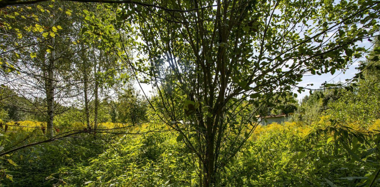 земля г Дзержинск снт Ивушка 47, Богородский муниципальный округ фото 7