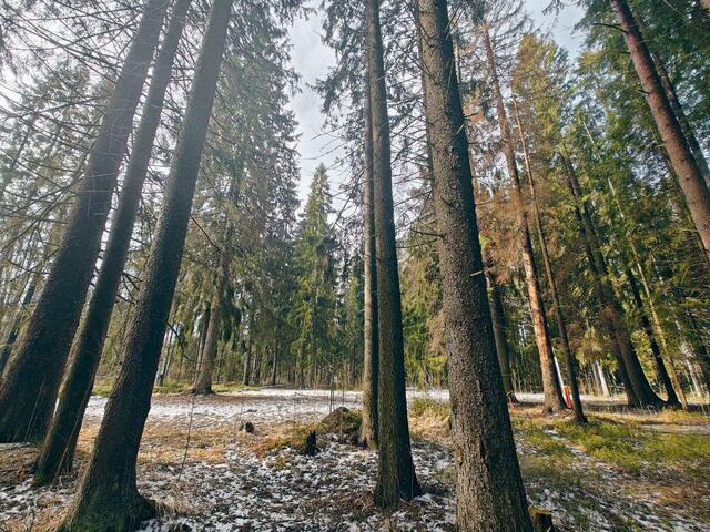 ул Танкистов р-н Курортный Ленинградская область фото