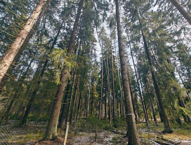 ул Танкистов р-н Курортный Ленинградская область фото
