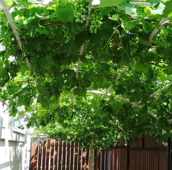 комната г Геленджик ул Фурманова 1 Центр фото 7